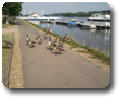 Der Rheinweg mit der F&auml;hre