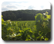 Weinberge und Wald