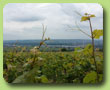 Weinberge mit Blick auf Oestrich